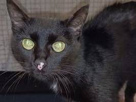 Adozione gatto, femmina, Razza sconosciuta Razza sconosciuta, 2 anni e 11 mesi, taglia non valida, Genova