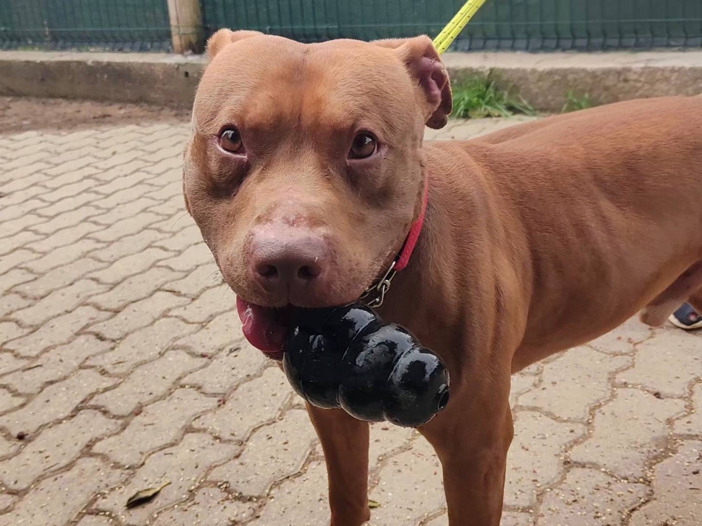 Adozione cane, maschio, Pitbull Razza sconosciuta, 5 anni e 9 mesi, taglia grande, Genova