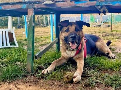 Adozione cane, maschio, Razza sconosciuta Razza sconosciuta, 5 anni e 7 mesi, taglia grande, Genova