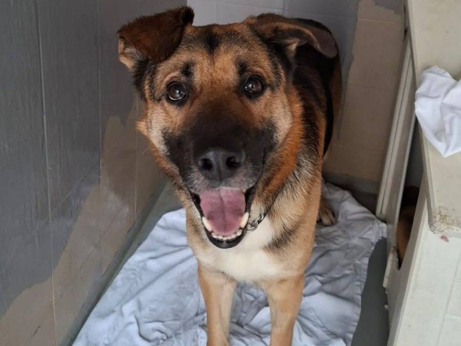 Adotta un cane, maschio, 5 anni e 7 mesi, Genova