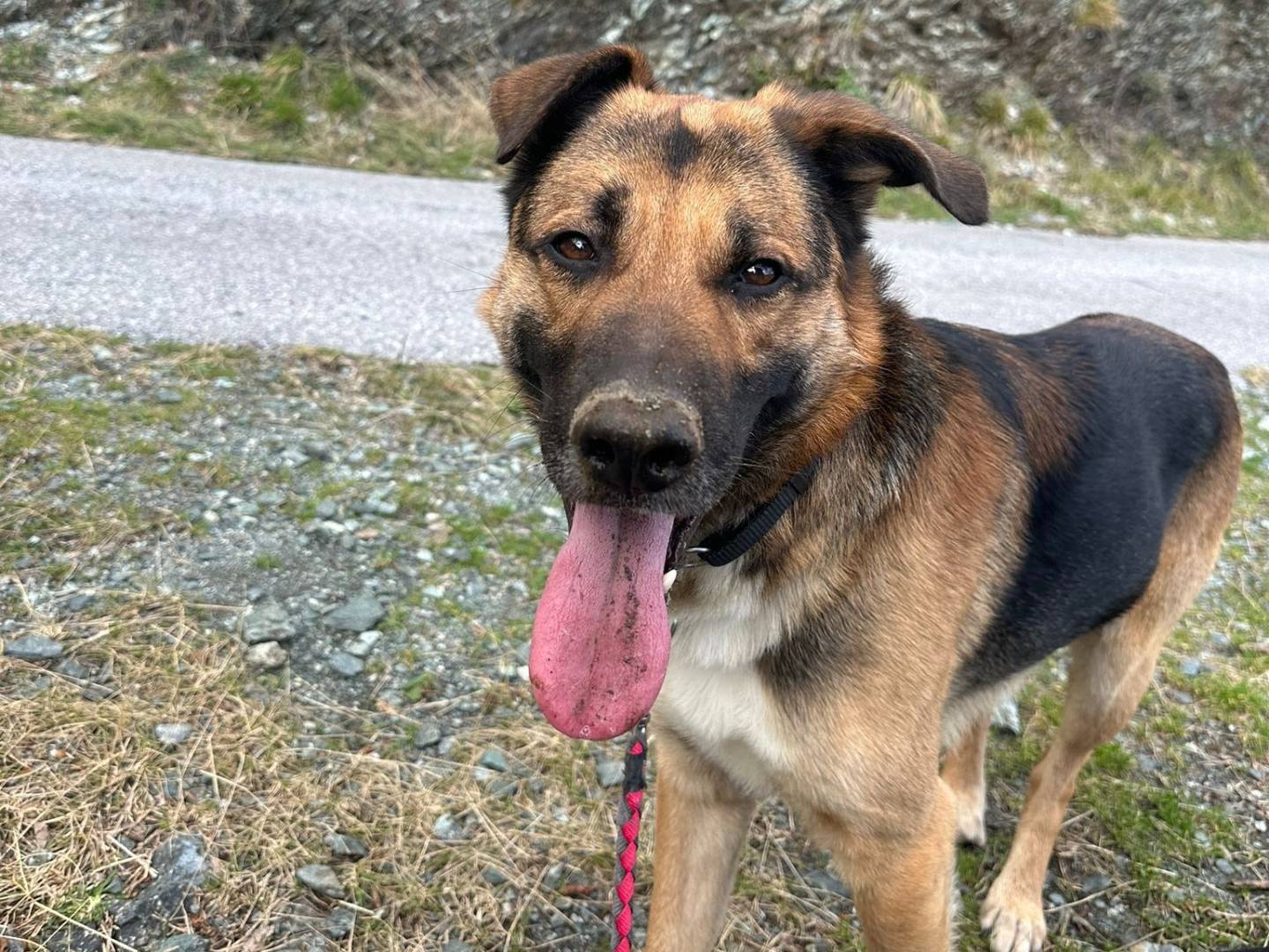 Adotta un cane, taglia grande, maschio, Genova