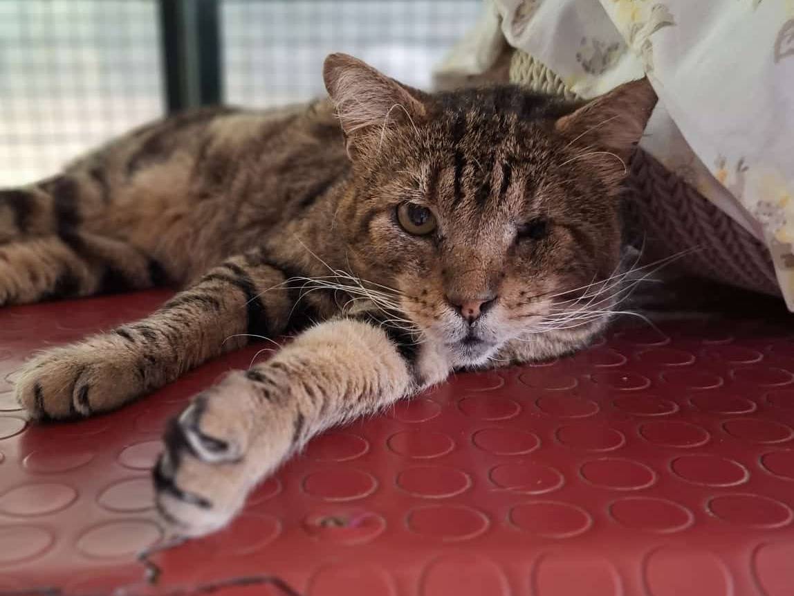 Adozione gatto, maschio, Razza sconosciuta Razza sconosciuta, 12 anni e 5 mesi, taglia non valida, Genova