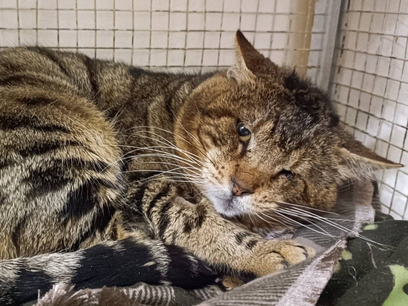 Adotta un gatto, maschio, 12 anni e 5 mesi, Genova