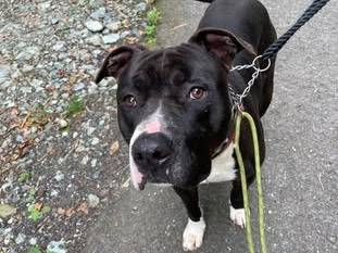 Adozione cane, maschio, Pitbull Razza sconosciuta, 3 anni e 5 mesi, taglia grande, Genova