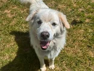Adozione cane, maschio, Pastore maremmano Razza sconosciuta, 2 anni e 6 mesi, taglia grande, Genova