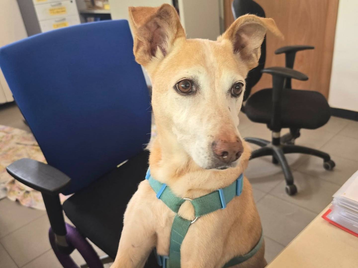 Adozione cane, maschio, Razza sconosciuta Razza sconosciuta, 11 anni e 9 mesi, taglia grande, Genova