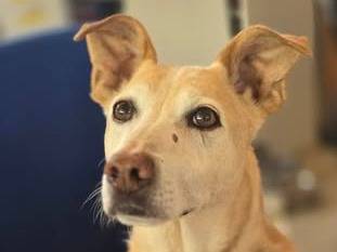 Adotta un cane, maschio, 11 anni e 9 mesi, Genova