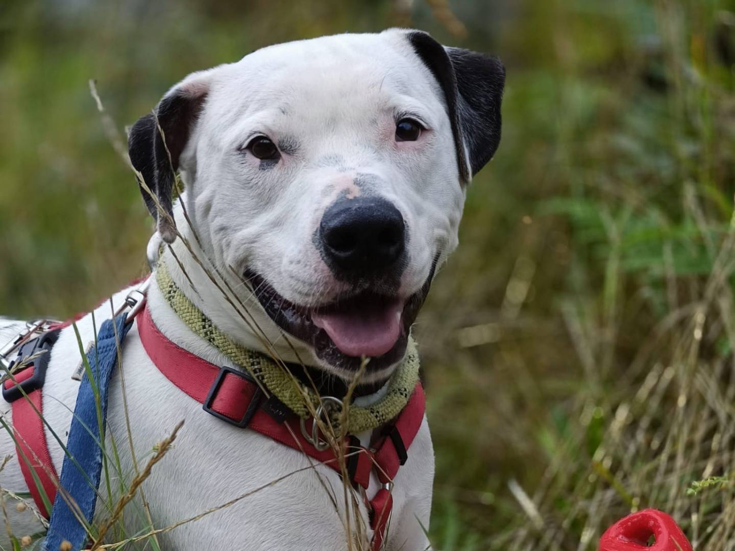 Adotta un cane, maschio, 4 anni e 5 mesi, Genova