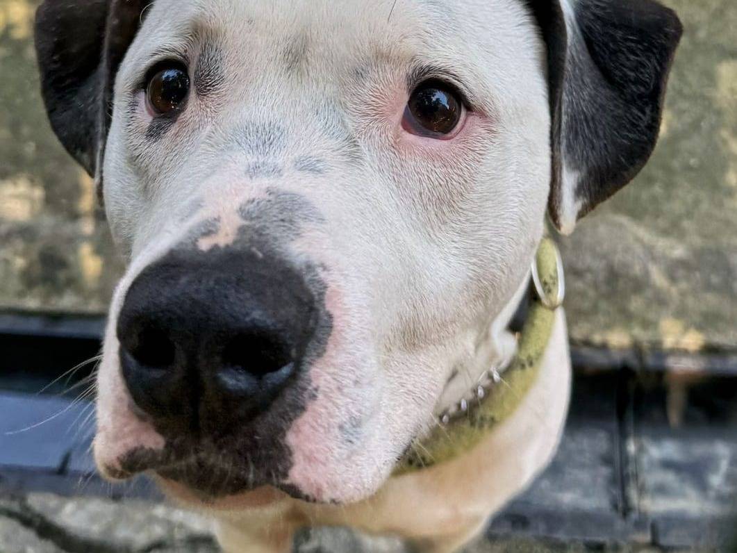 Adotta un cane, taglia grande, maschio, Genova