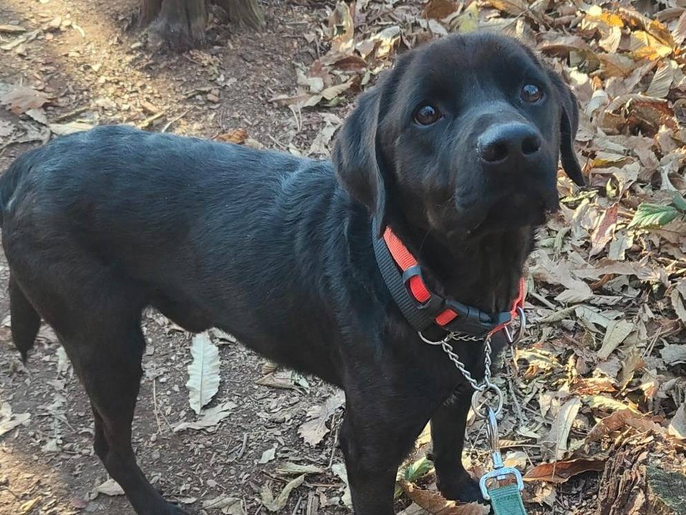 Adozione cane, maschio, Razza sconosciuta Razza sconosciuta, 3 anni e 1 mese, taglia media contenuta, Genova