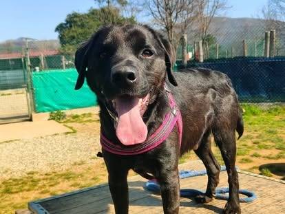 Adotta un cane, maschio, 3 anni e 1 mese, Genova