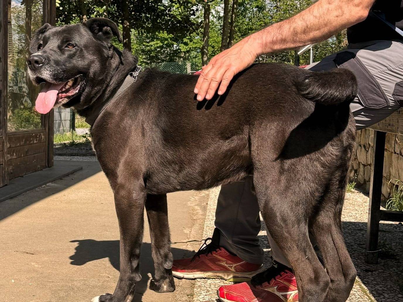 Adozione cane, maschio, Razza sconosciuta Razza sconosciuta, 6 anni e 6 mesi, taglia gigante, Genova