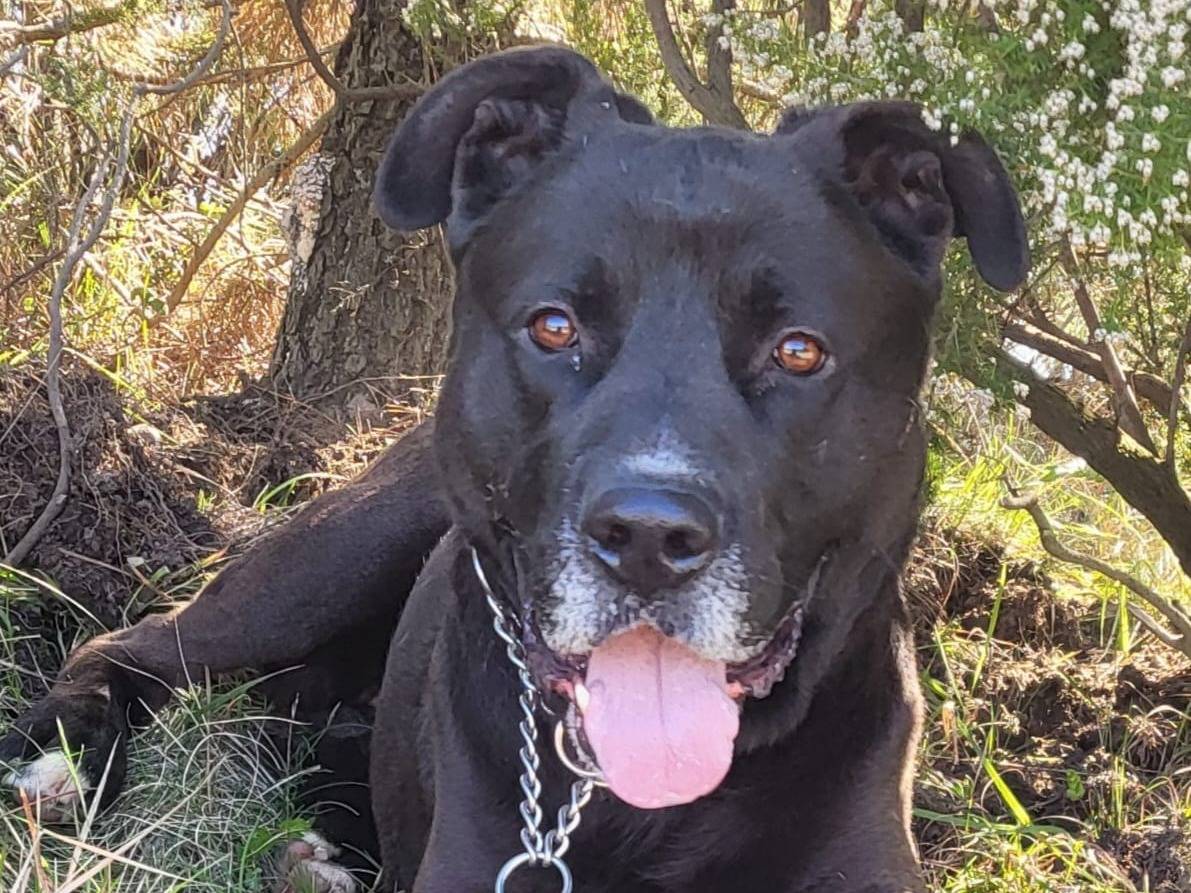 Adotta un cane, maschio, 6 anni e 6 mesi, Genova