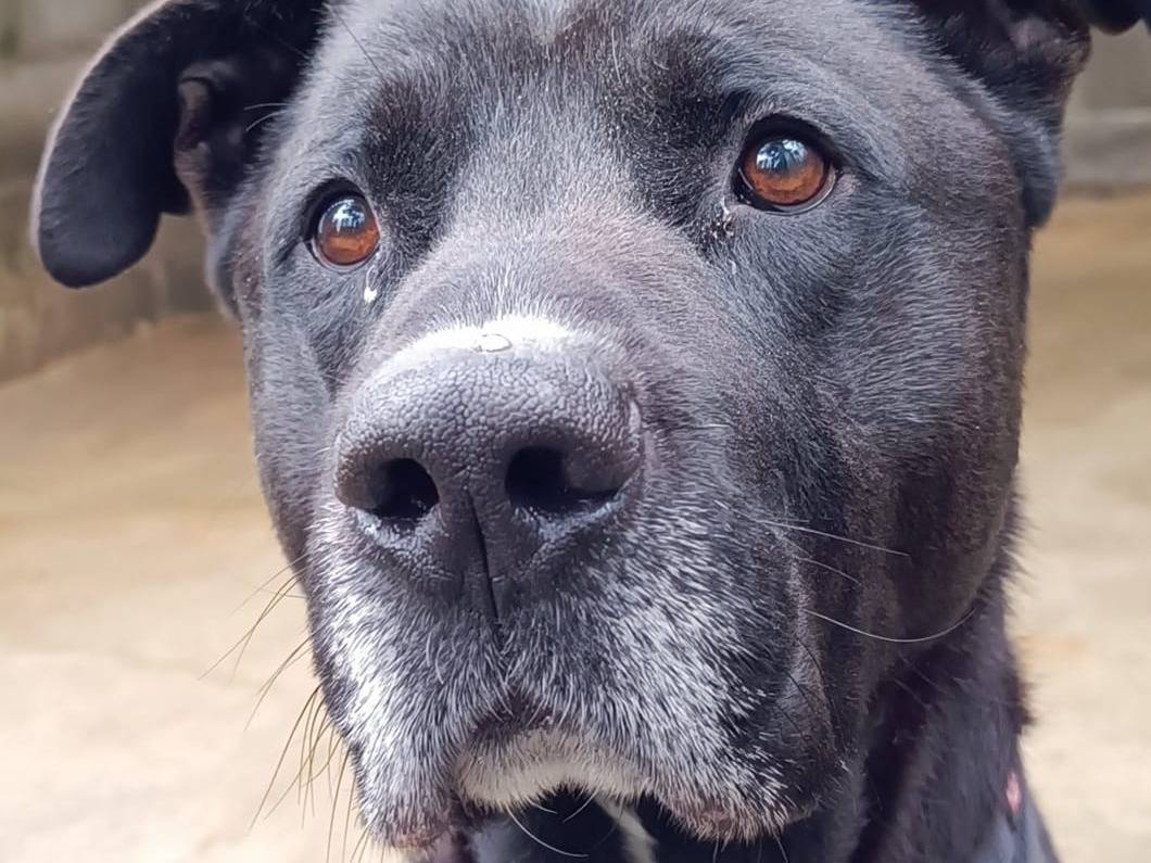 Adotta un cane, taglia gigante, maschio, Genova