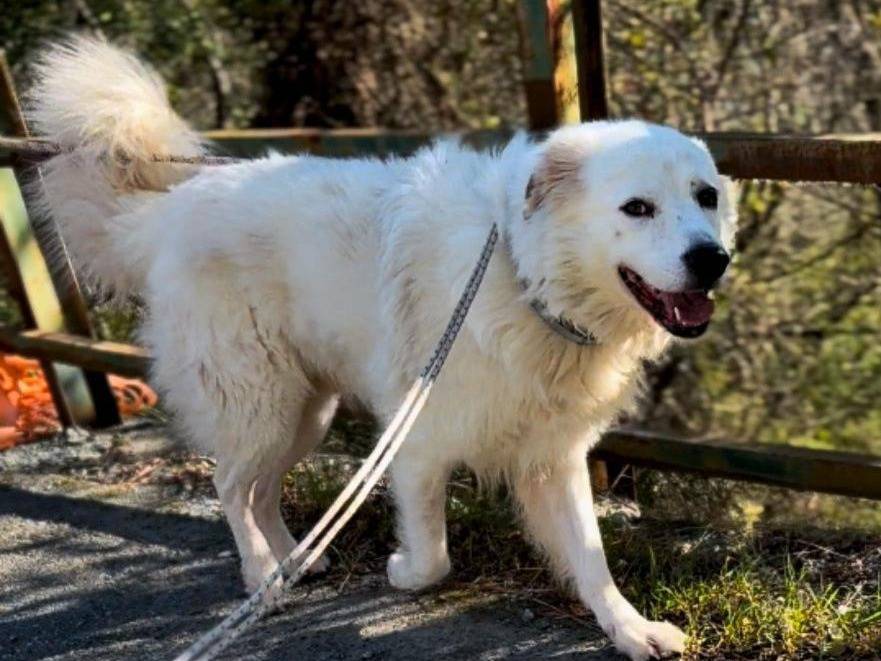 Adozione cane, maschio, Razza sconosciuta Razza sconosciuta, 8 anni e 10 mesi, taglia grande, Genova
