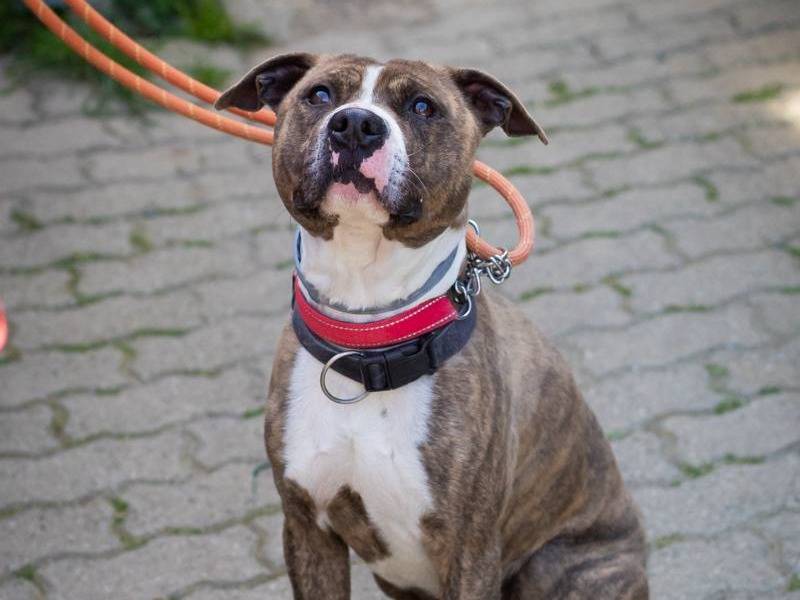 Adotta un cane, maschio, 6 anni e 1 mese, Genova