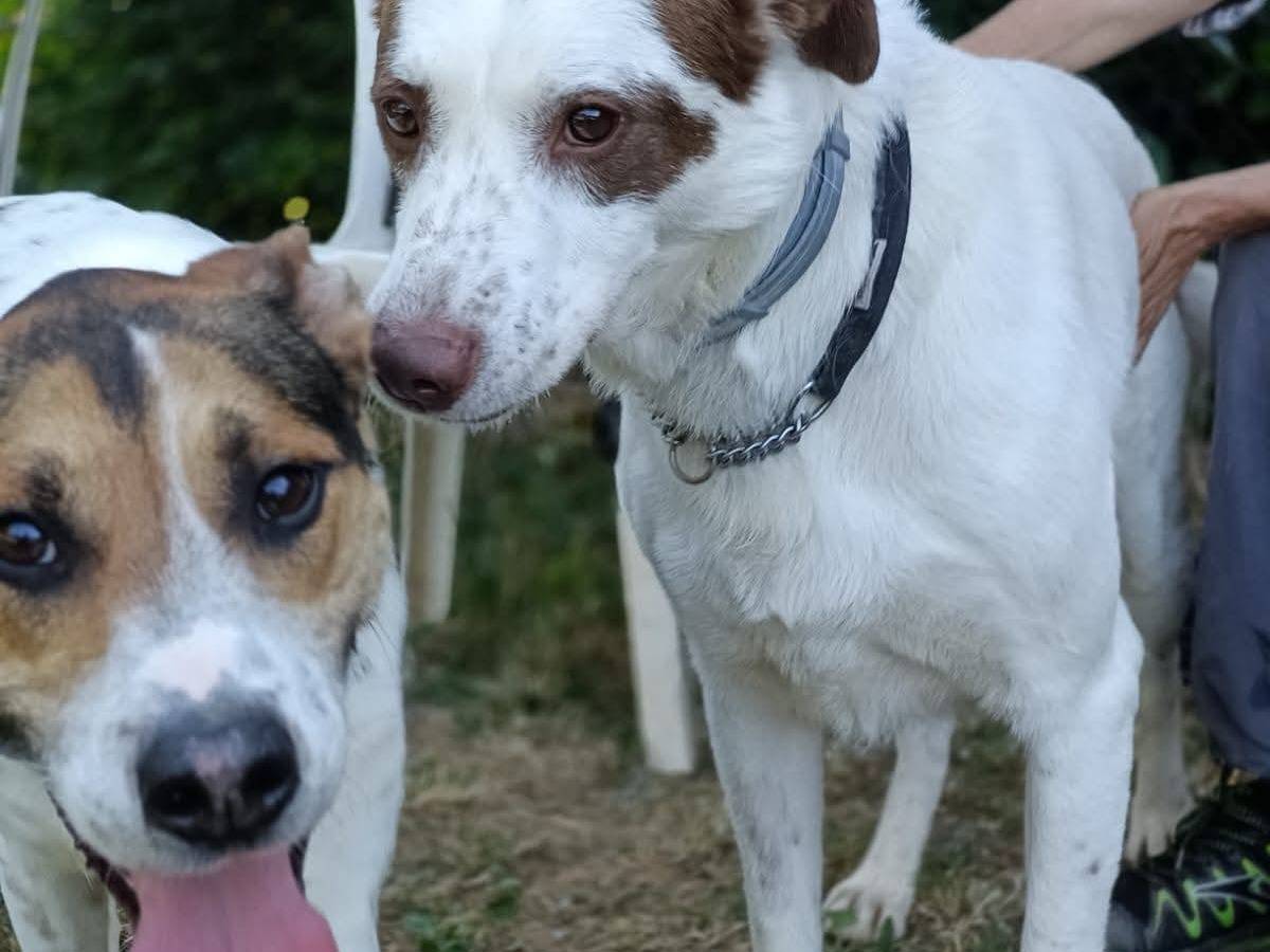 Adozione cane, maschio, Razza sconosciuta Razza sconosciuta, 2 anni e 3 mesi, taglia media, Genova