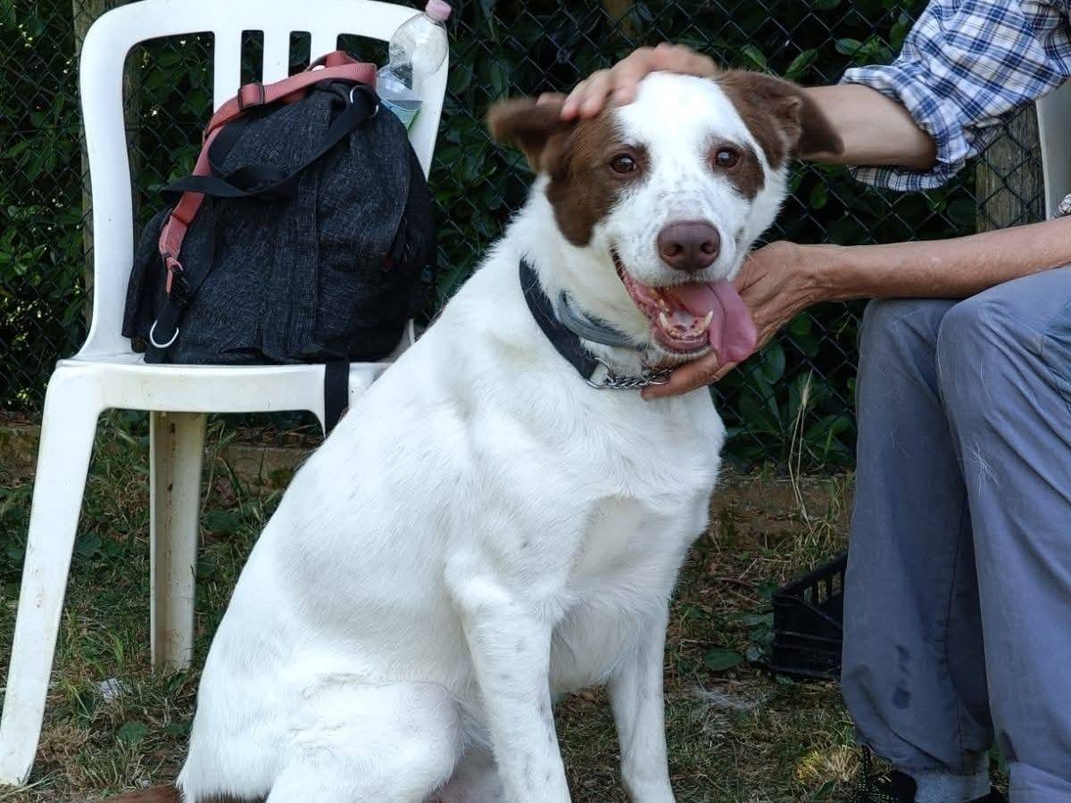 Adotta un cane, maschio, 2 anni e 3 mesi, Genova