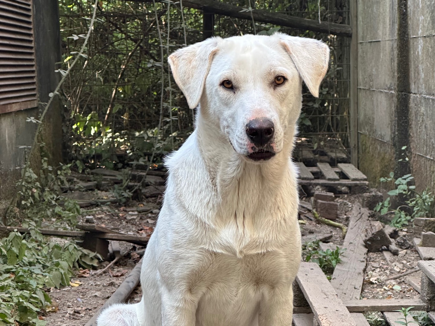 Adozione cane, femmina, Razza sconosciuta Razza sconosciuta, 2 anni e 2 mesi, taglia grande, Salerno