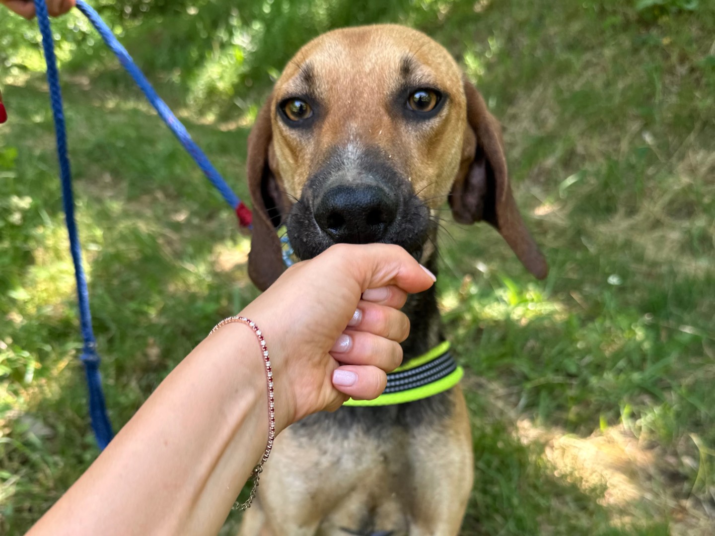 Adotta un cane, taglia media, maschio, Salerno