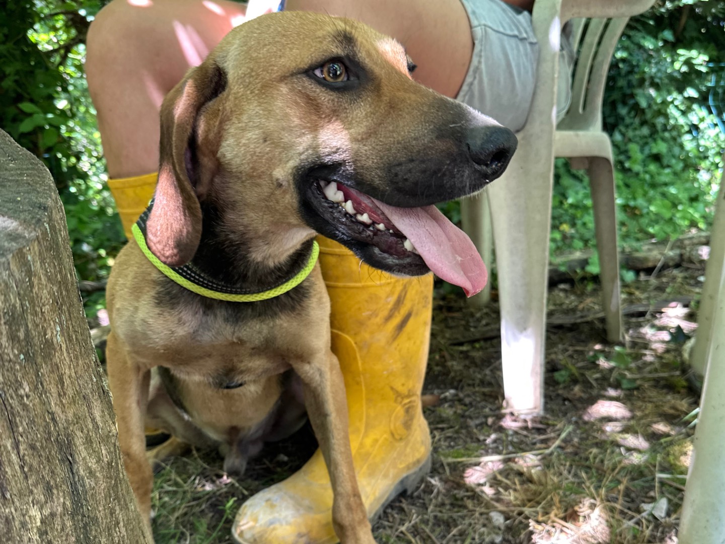 Adotta il cane Enea a Salerno