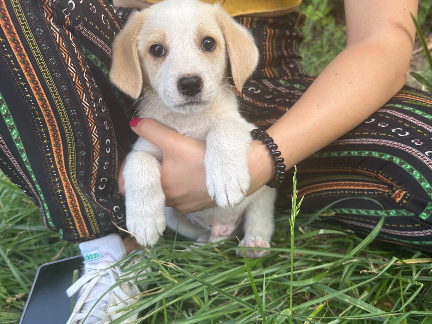 Adozione cane, maschio, Razza sconosciuta Razza sconosciuta, 3 mesi, taglia media, Salerno