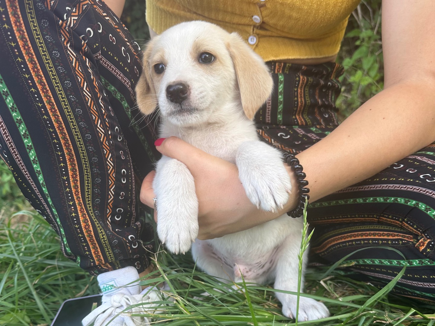 Adotta un cane, maschio, 3 mesi, Salerno