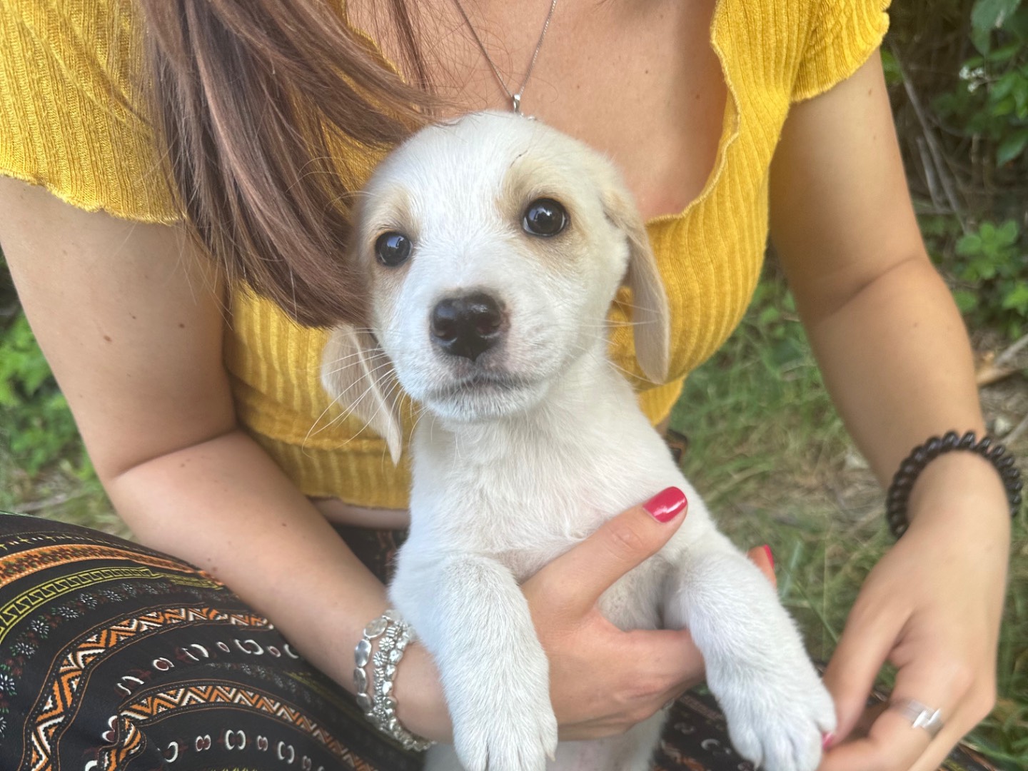 Adotta un cane, taglia media, maschio, Salerno