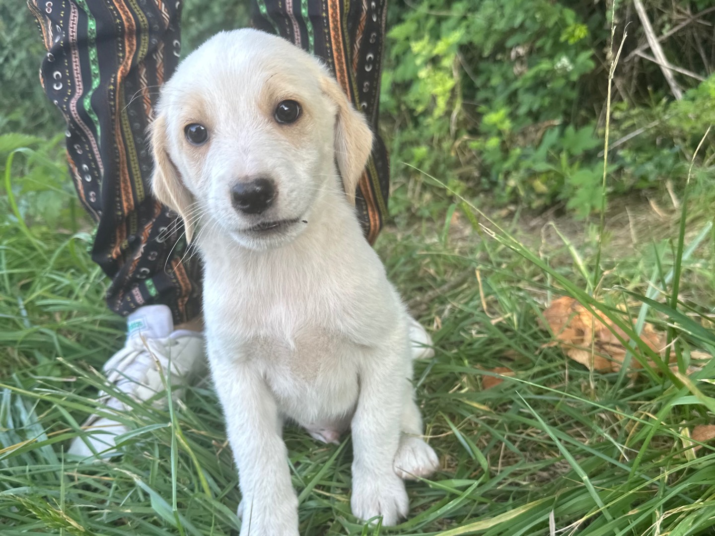 Vuoi adottare un cane a Salerno?