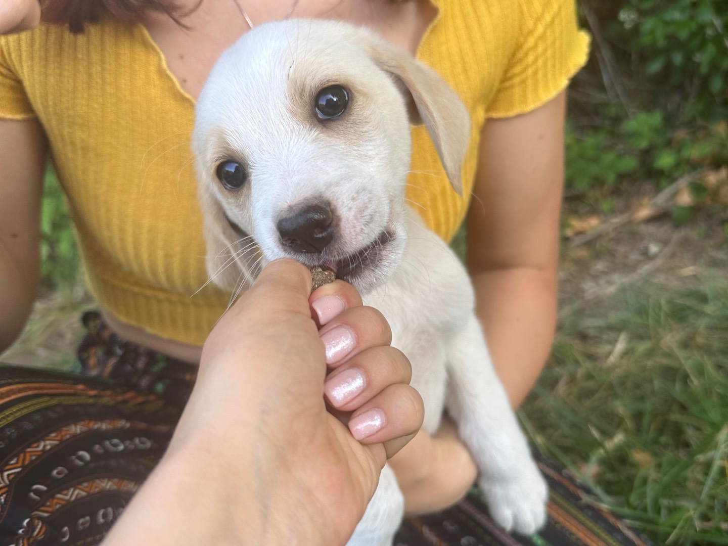 Adotta il cane Simeone a Salerno