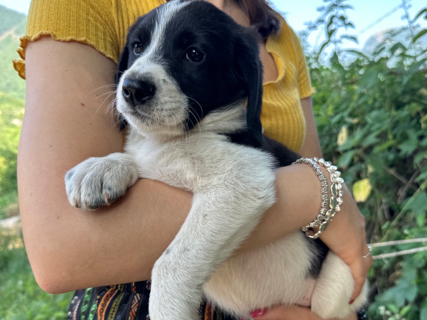 Adotta il cane Raspadori a Salerno