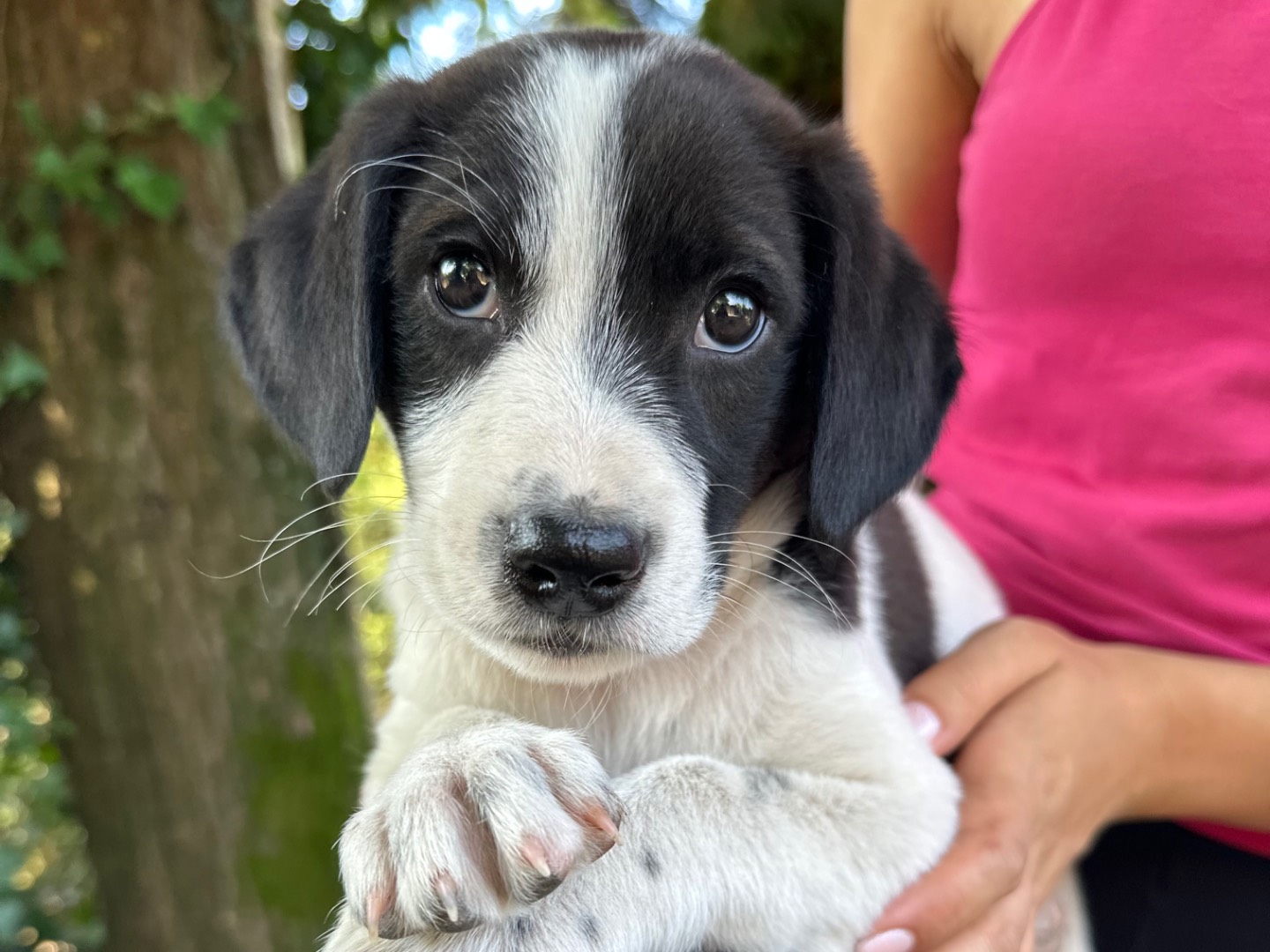 Adozione cane, maschio, Razza sconosciuta Razza sconosciuta, 3 mesi, taglia media, Salerno