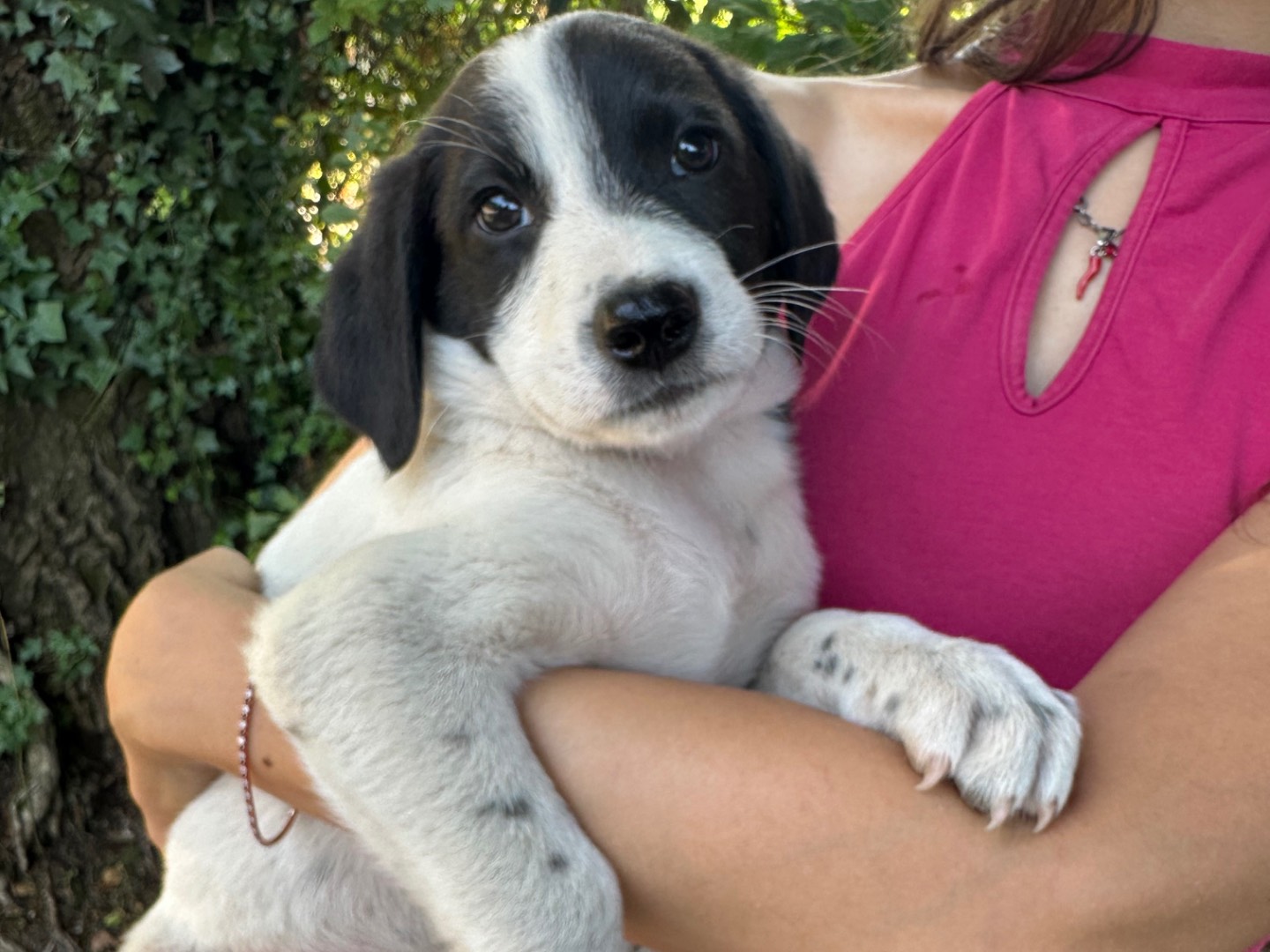 Adotta un cane, maschio, 3 mesi, Salerno
