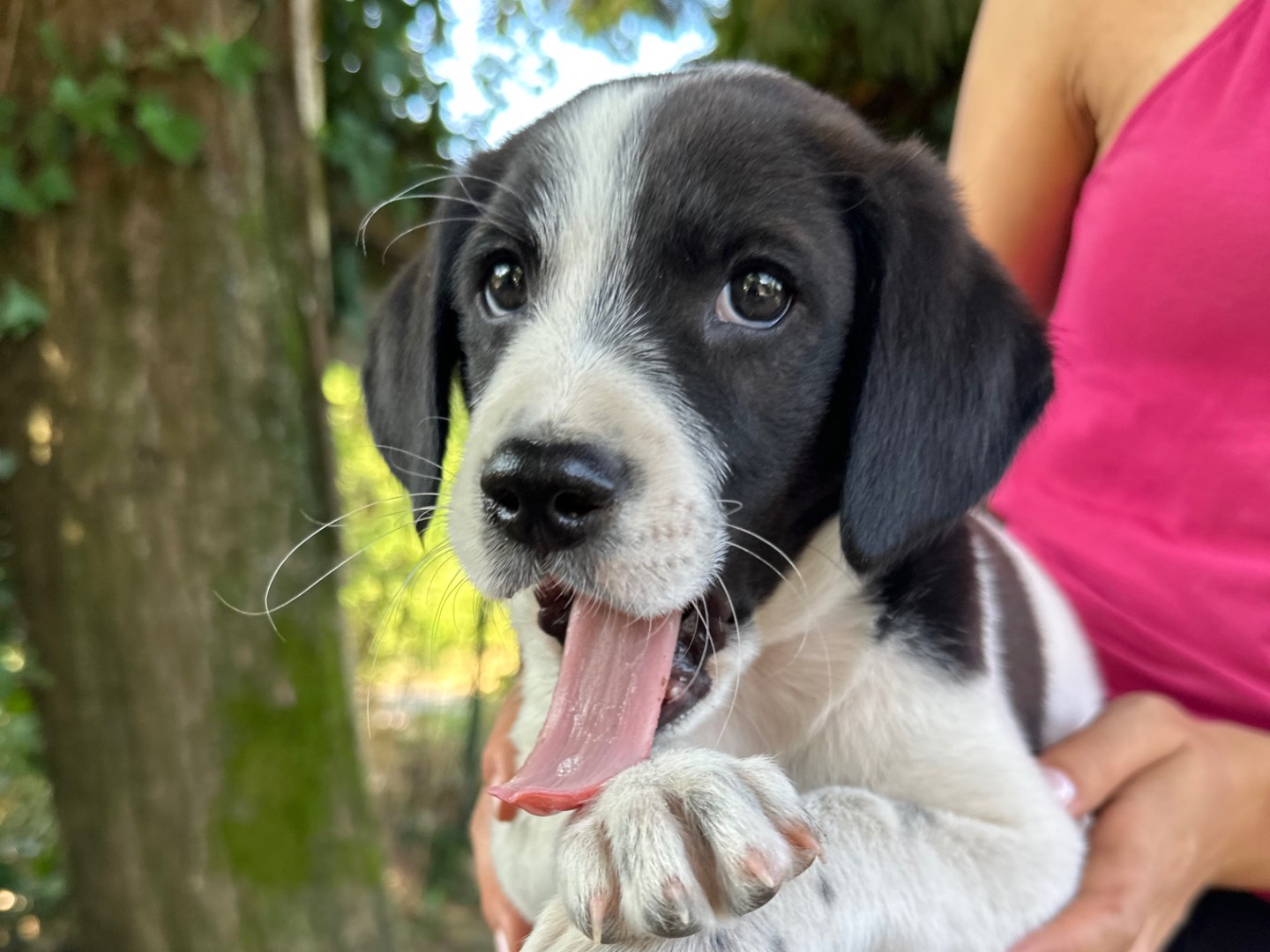 Adotta un cane, taglia media, maschio, Salerno