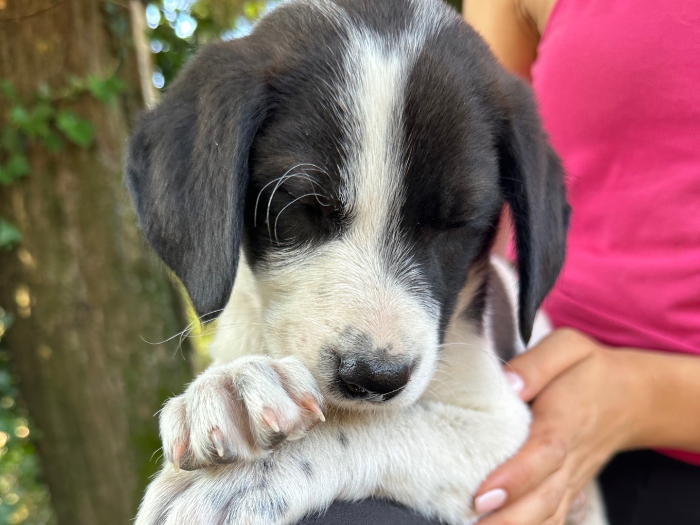 Vuoi adottare un cane a Salerno?