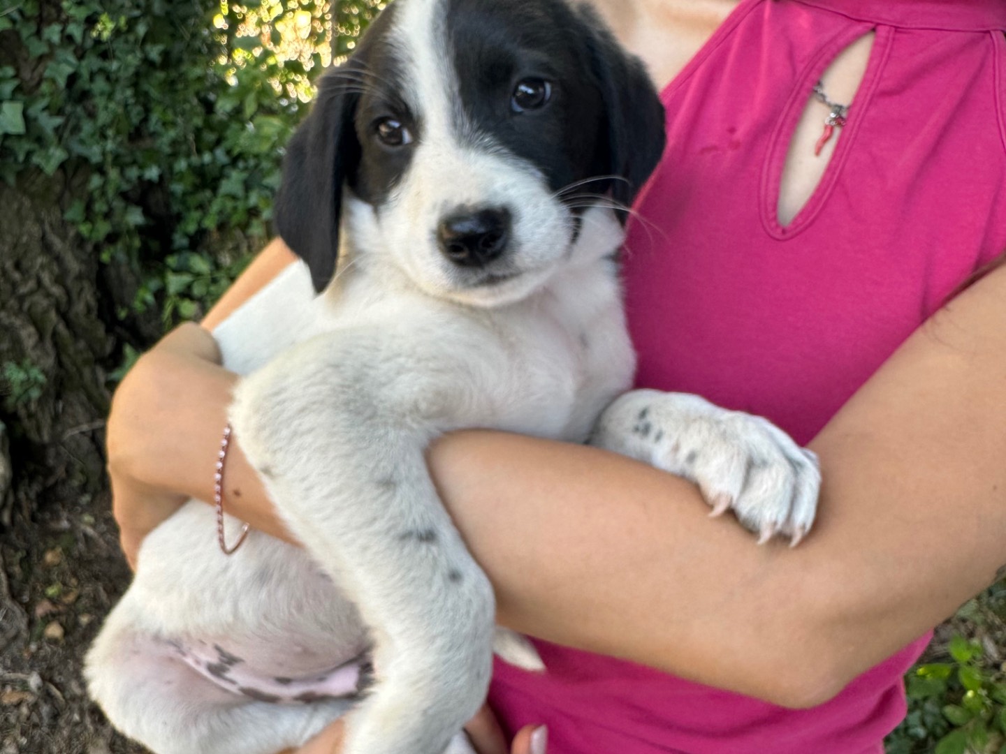 Adotta il cane Mctominay  a Salerno