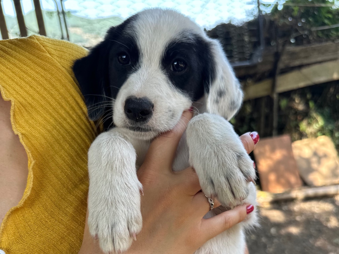 Adozione cane, maschio, Razza sconosciuta Razza sconosciuta, 3 mesi, taglia media, Salerno