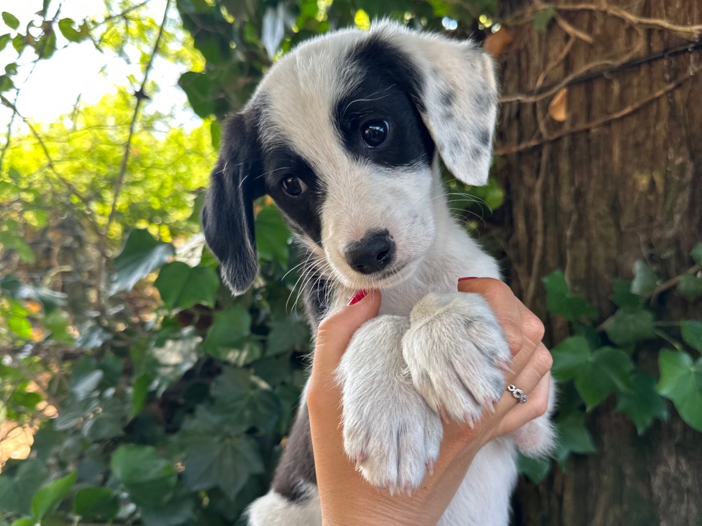 Adotta un cane, maschio, 3 mesi, Salerno