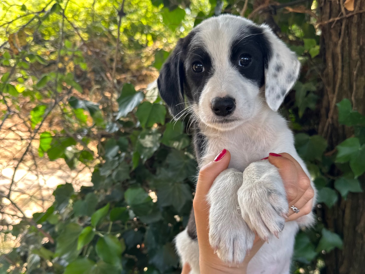 Adotta un cane, taglia media, maschio, Salerno