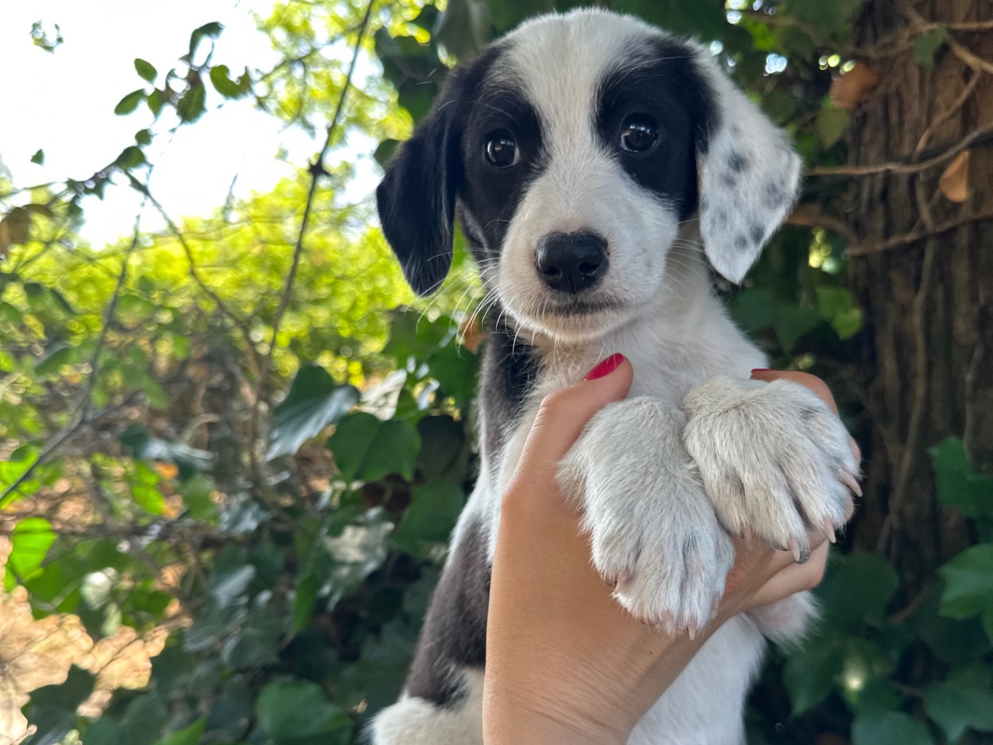 Vuoi adottare un cane a Salerno?