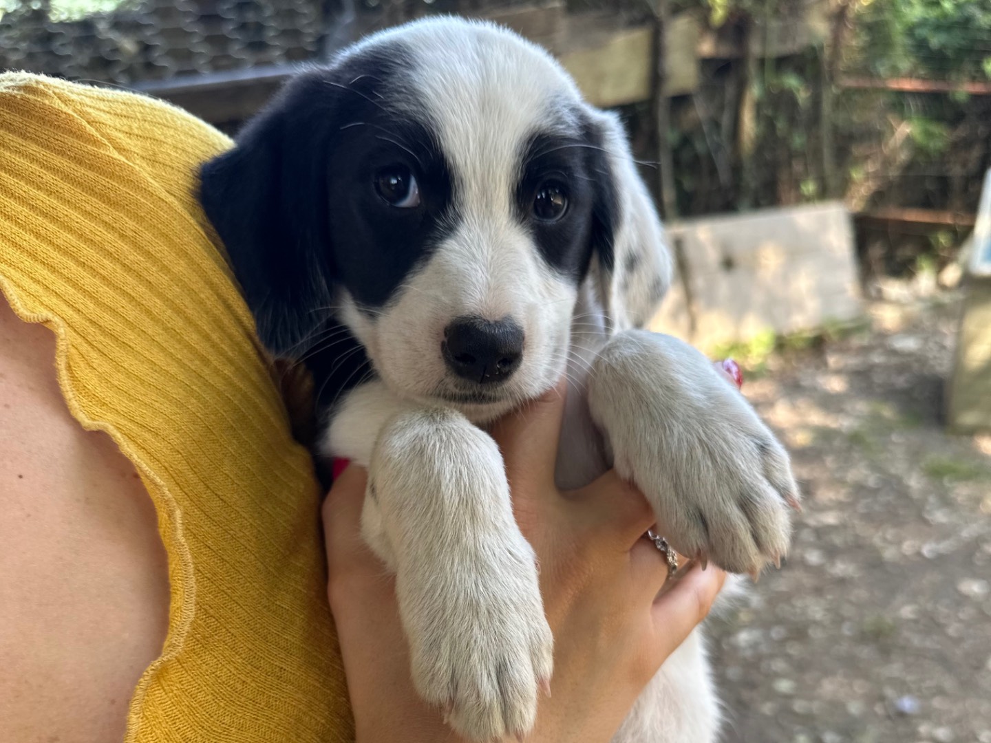 Adotta il cane Lukaku a Salerno