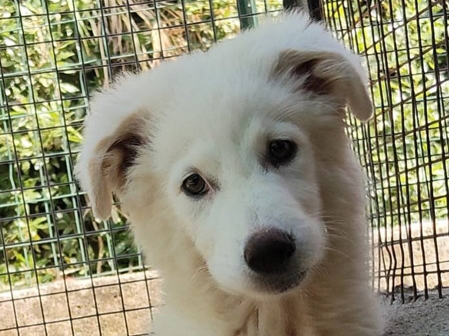 Adotta un cane, taglia grande, maschio, Latina