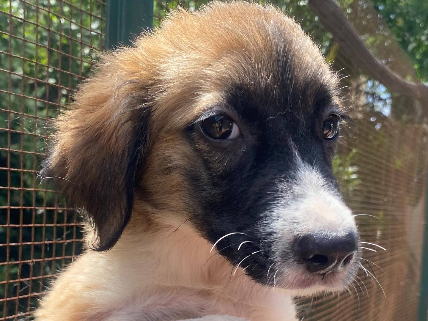 Adozione cane, femmina, Razza sconosciuta Razza sconosciuta, 1 anno e 1 mese, taglia grande, Latina