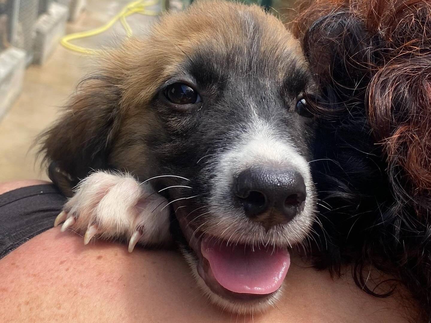 Adotta un cane, femmina, 1 anno e 1 mese, Latina