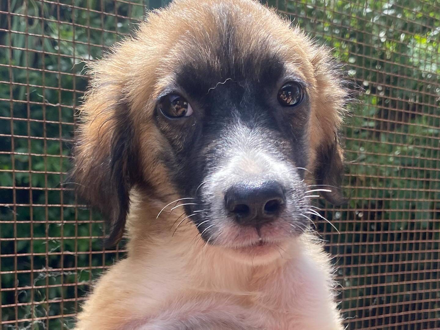 Adotta un cane, taglia grande, femmina, Latina