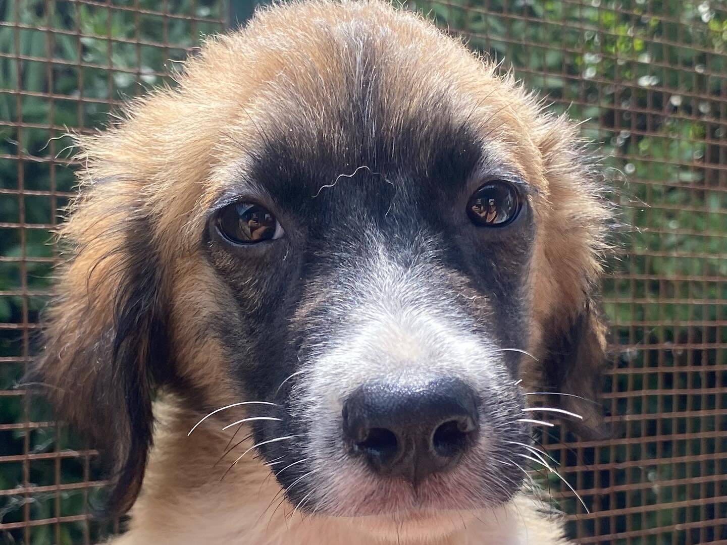 Vuoi adottare un cane a Latina?