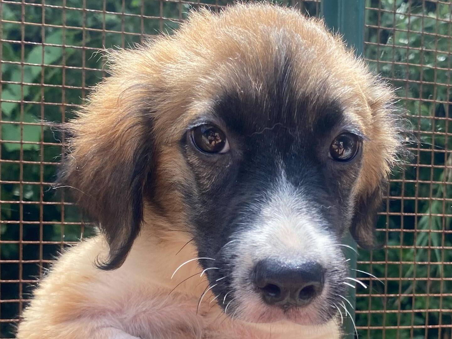 Adotta il cane Nami a Latina