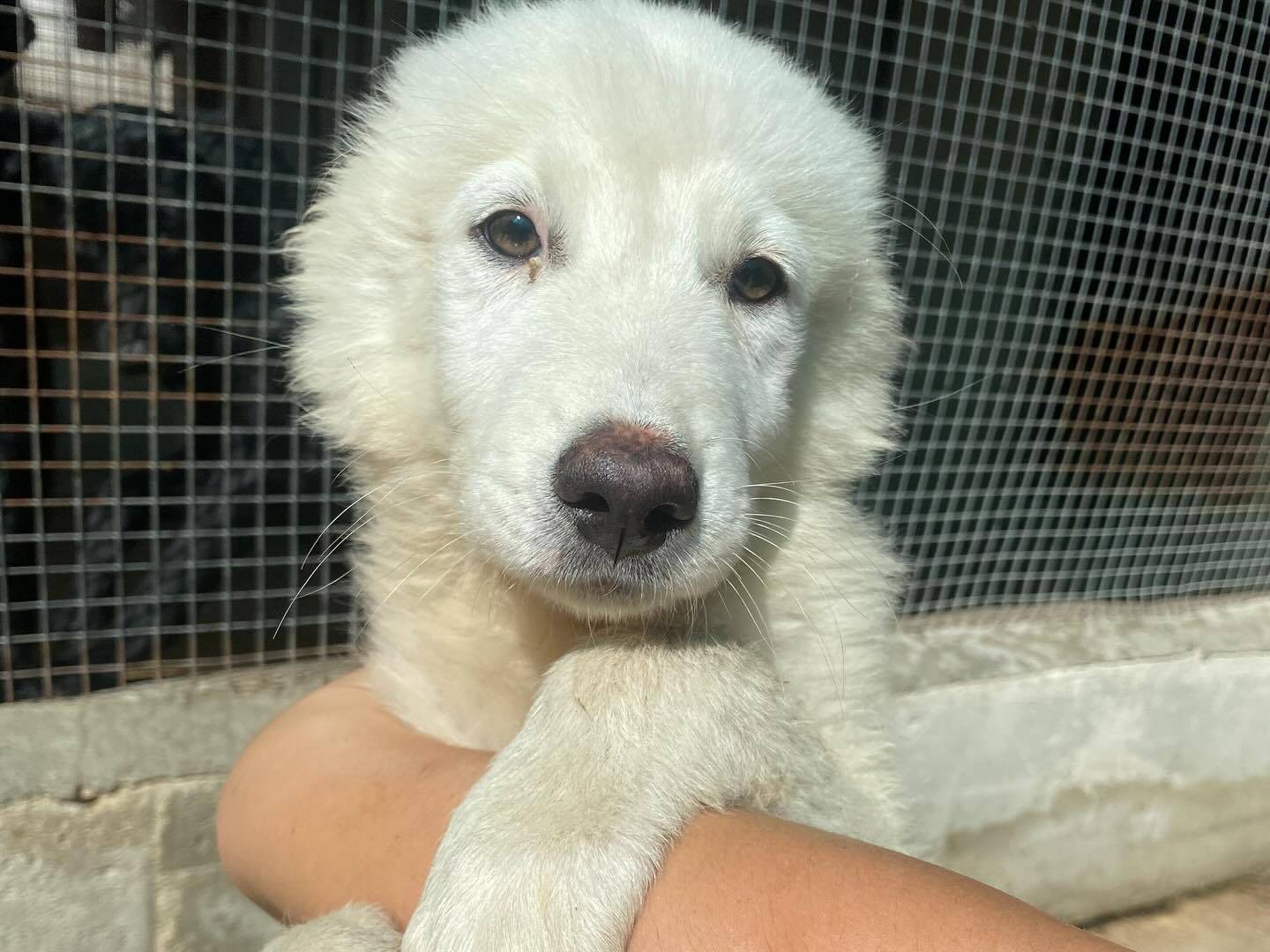 Adozione cane, maschio, Razza sconosciuta Razza sconosciuta, 5 mesi, taglia grande, Latina