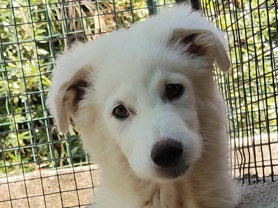 Adotta un cane, maschio, 5 mesi, Latina
