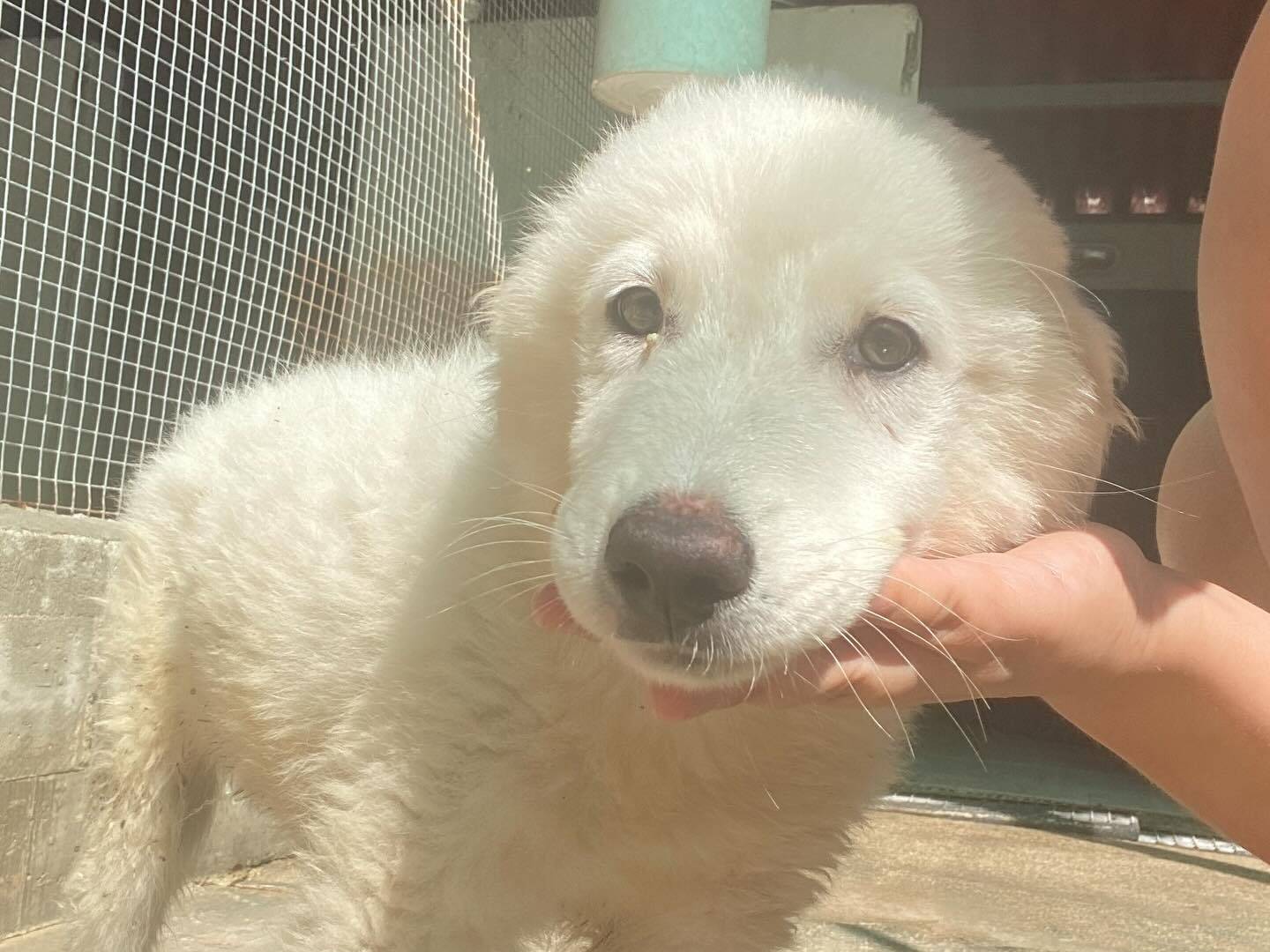 Adotta un cane, taglia grande, maschio, Latina
